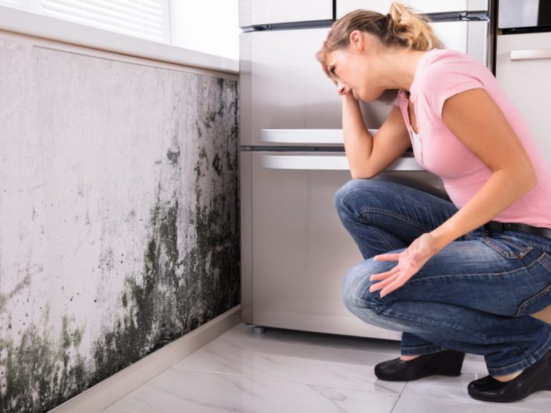 Mold Growth and Professional Mold&nbsp;Removal
