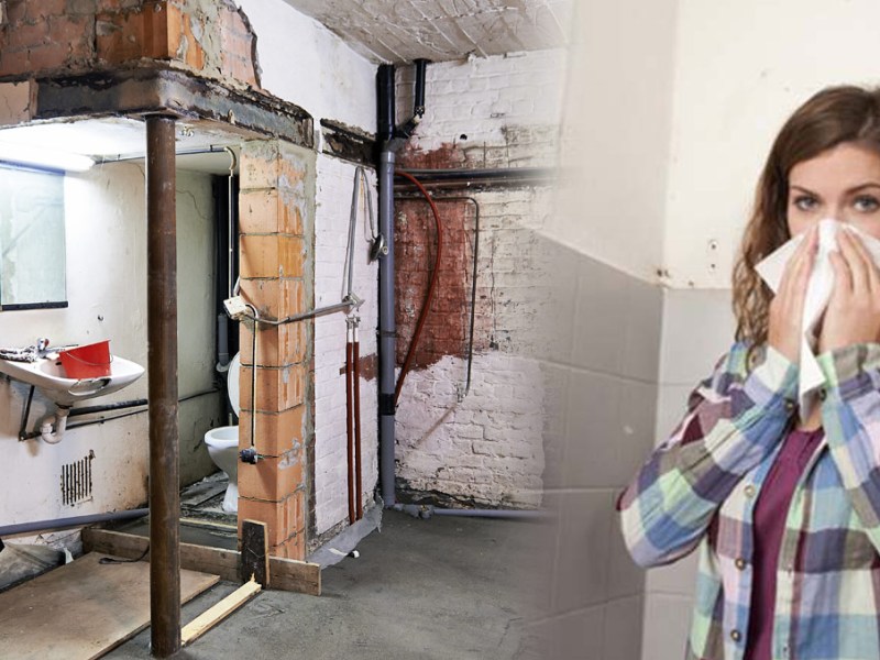Importance of Mold Inspection in Homes and&nbsp;Offices